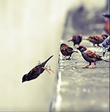 ترآانيم الزهرآء