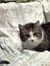Flavio Cat