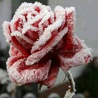 Suhayla Sh