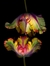 Passion1kiss