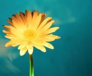 محمد بهاء الدين