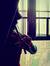 Tania Noor