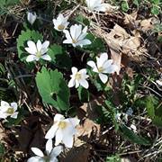 Tracie Clausen kettler