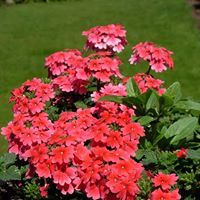 Lora Adcock billmire