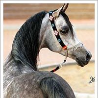 أحمد المرواني