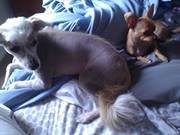 Tiberius-spock Credo