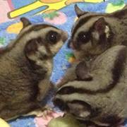 Kunyaluk Rungprasert