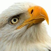 ابراهيم عثمان