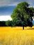 Akash T...