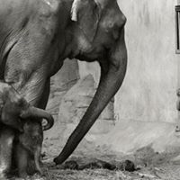 عبدالعزيز القرني