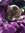 Cloe