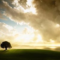 شروق الزيتون