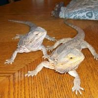 Marnie Langton-roberts