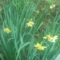 Elizabeth Johnson-lower