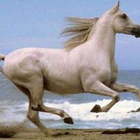 رباح الراوي