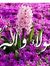 Mohamed...