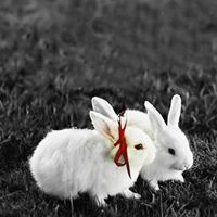 الرميصاء الرميصاء