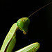 Zingor Mantid