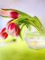 Tulip T...