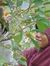 Anggun ...