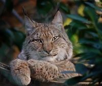 Лукаш Рылян Риэс