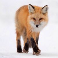 Лени Николова