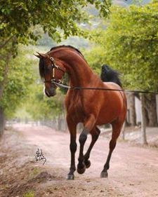 نهاد الخريبي