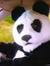 PandaTiger