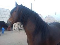 Said Maiet