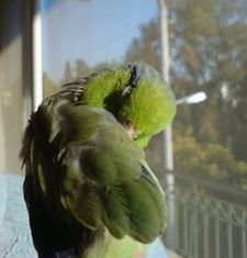 Adamopoulos Panagiotis