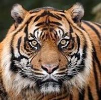 Tammera Coaly-powers