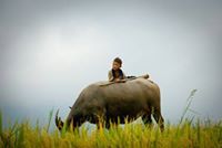 Mục Đồng