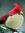 Ahmad Raza