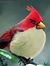 Ahmad Raza