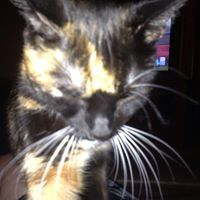 Leslie J. Pennington