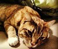 Saffron Adams rasmussen