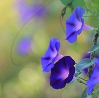 Rachel Vanslambrouck-abbott