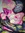 Any (zanya) | 9 comments