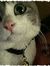 Kitty C...