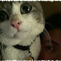 Kitty Cheung