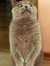 Guggu
