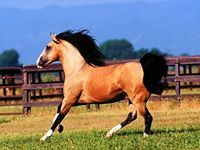 عبدالرحمن النعماني