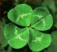 Јовица Митевски