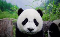 Shuaiyi Liu