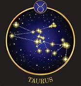 A Bull In A Bookshop