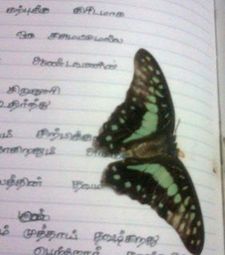 Ramya Priyadharshini