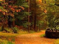 مصطفى محمود