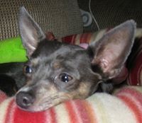 Carrie Pitner johnstone