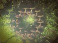 Nathan Distel