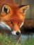 Red Fox